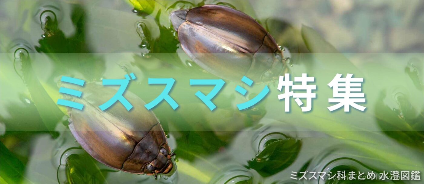ミズスマシ特集バナー画像