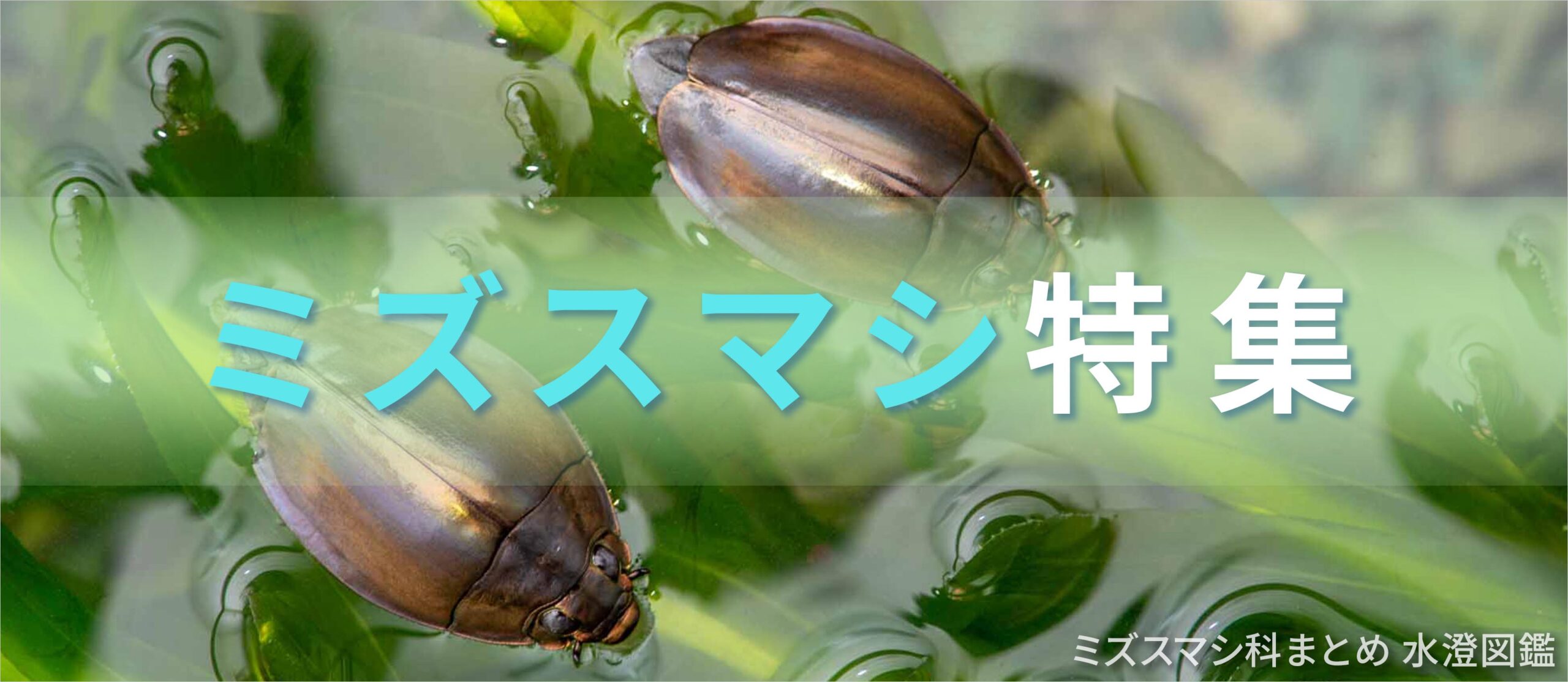 ミズスマシ特集バナー画像