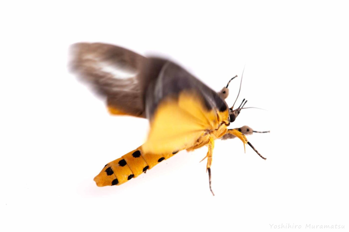 シンジュキノカワガの写真