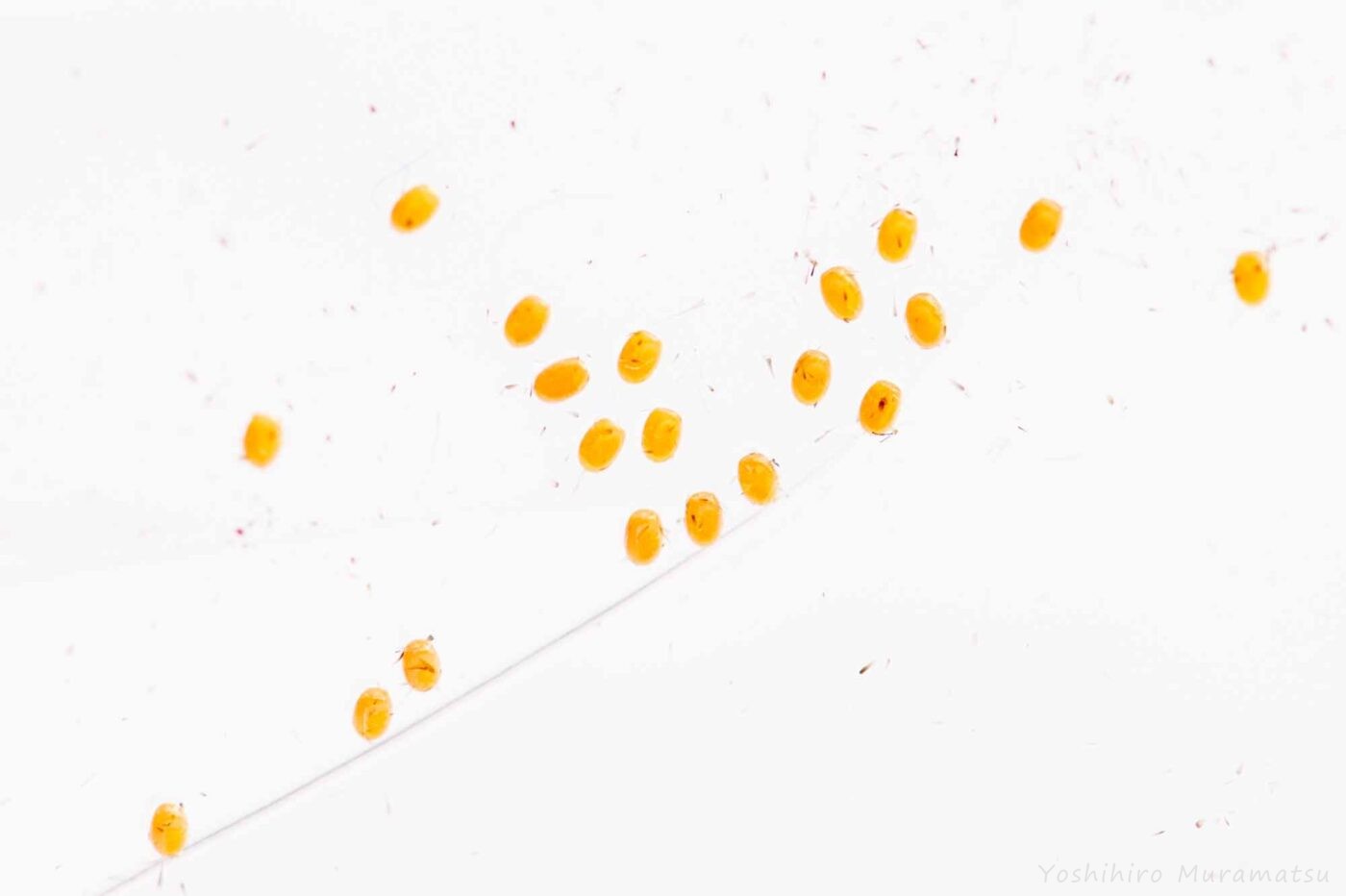 ウスベニスジナミシャクの写真