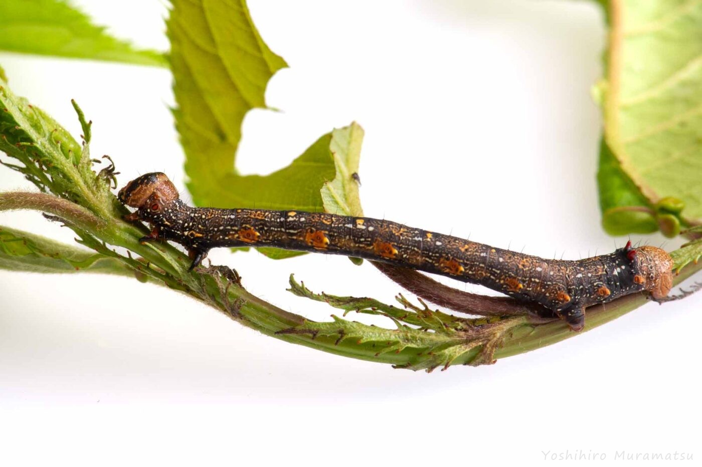 ハスオビエダシャクの写真