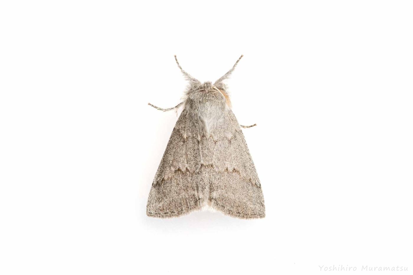 ヒロバトガリエダシャクの写真