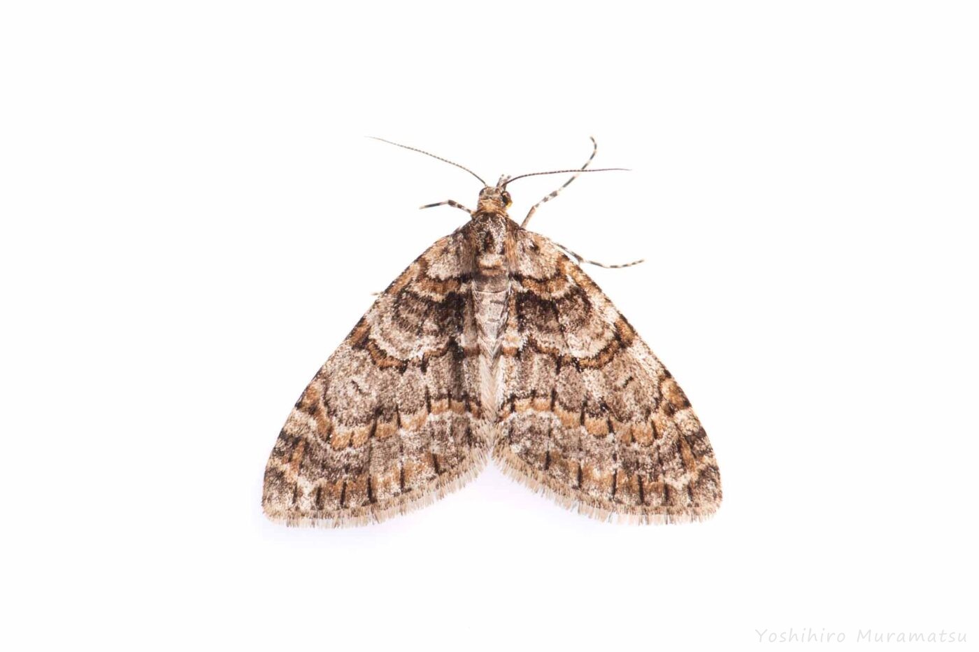 ウスベニスジナミシャクの写真