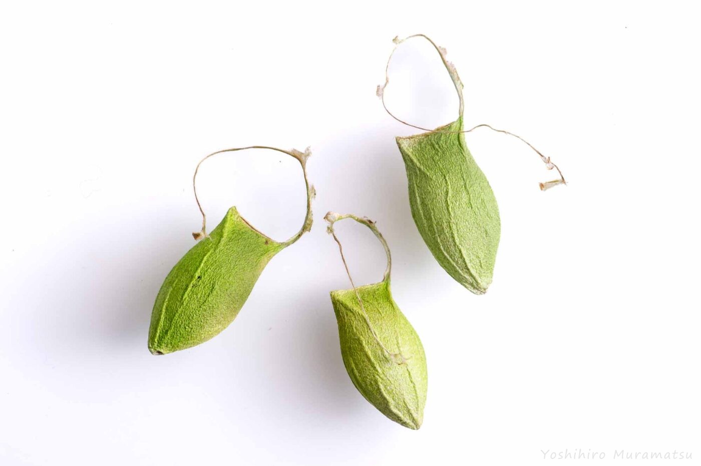 ウスタビガの写真