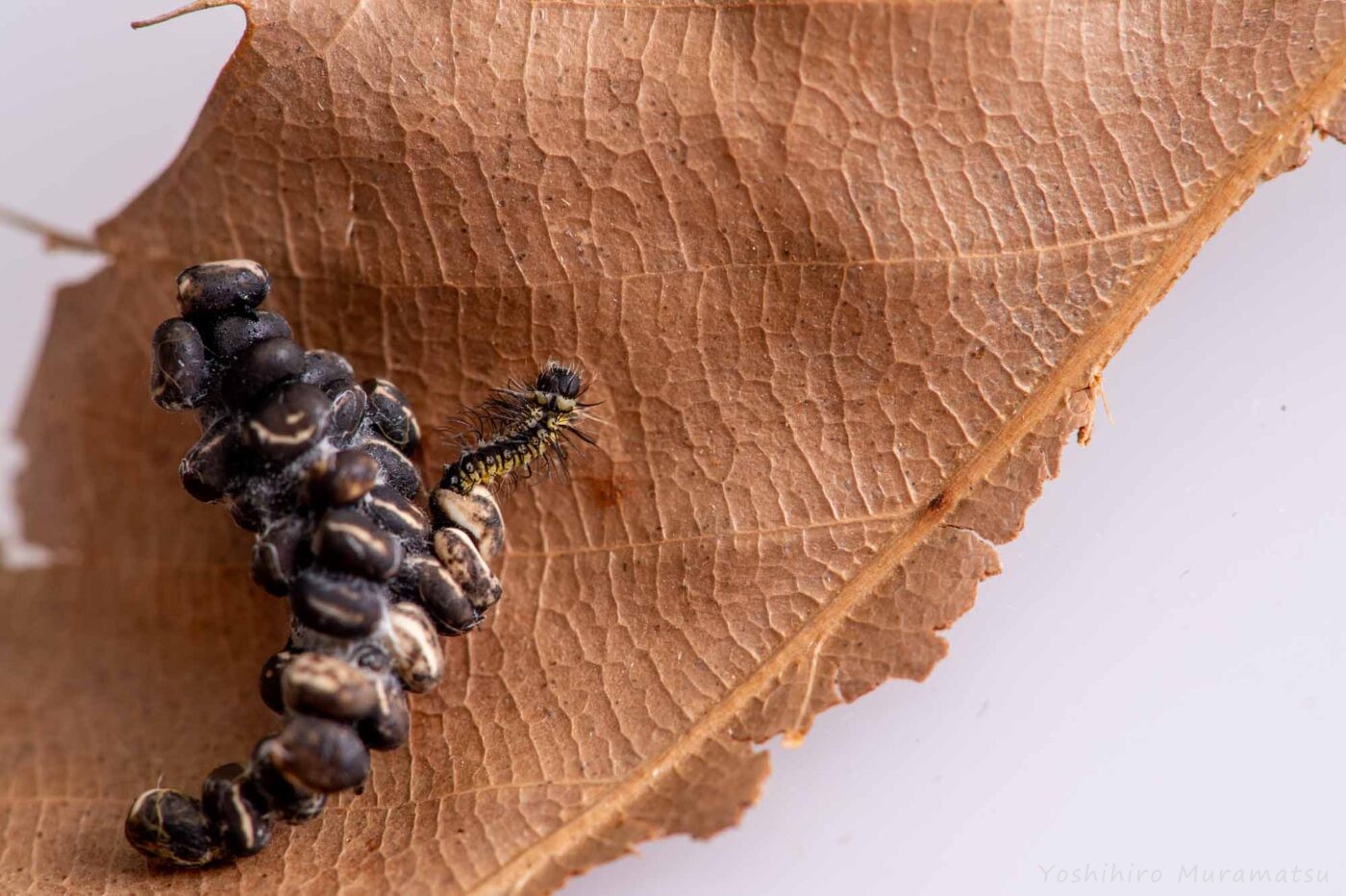 ウスタビガの写真