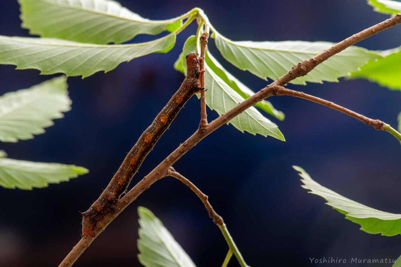 ハスオビエダシャクの写真