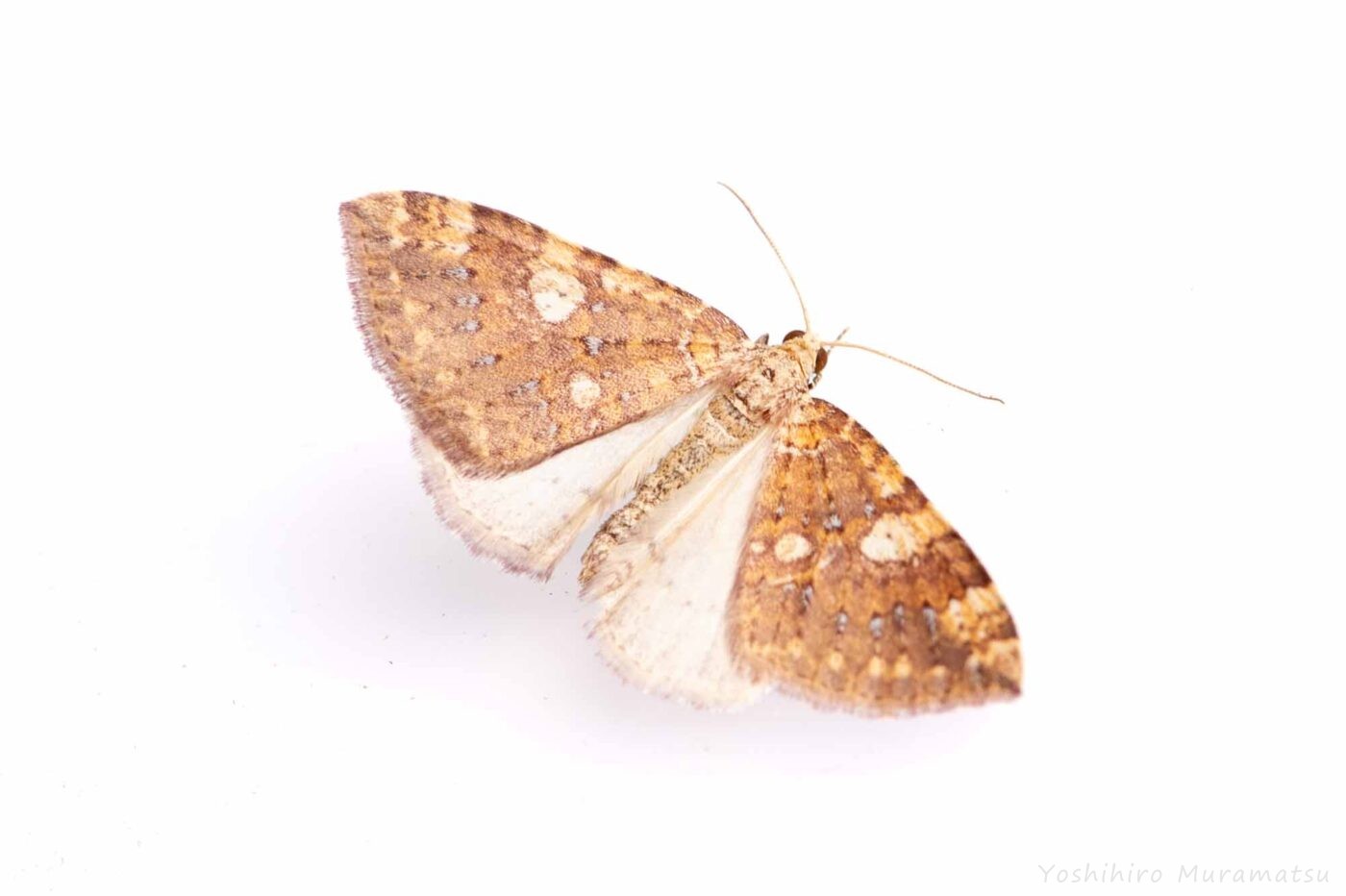 モンキキナミシャクの写真