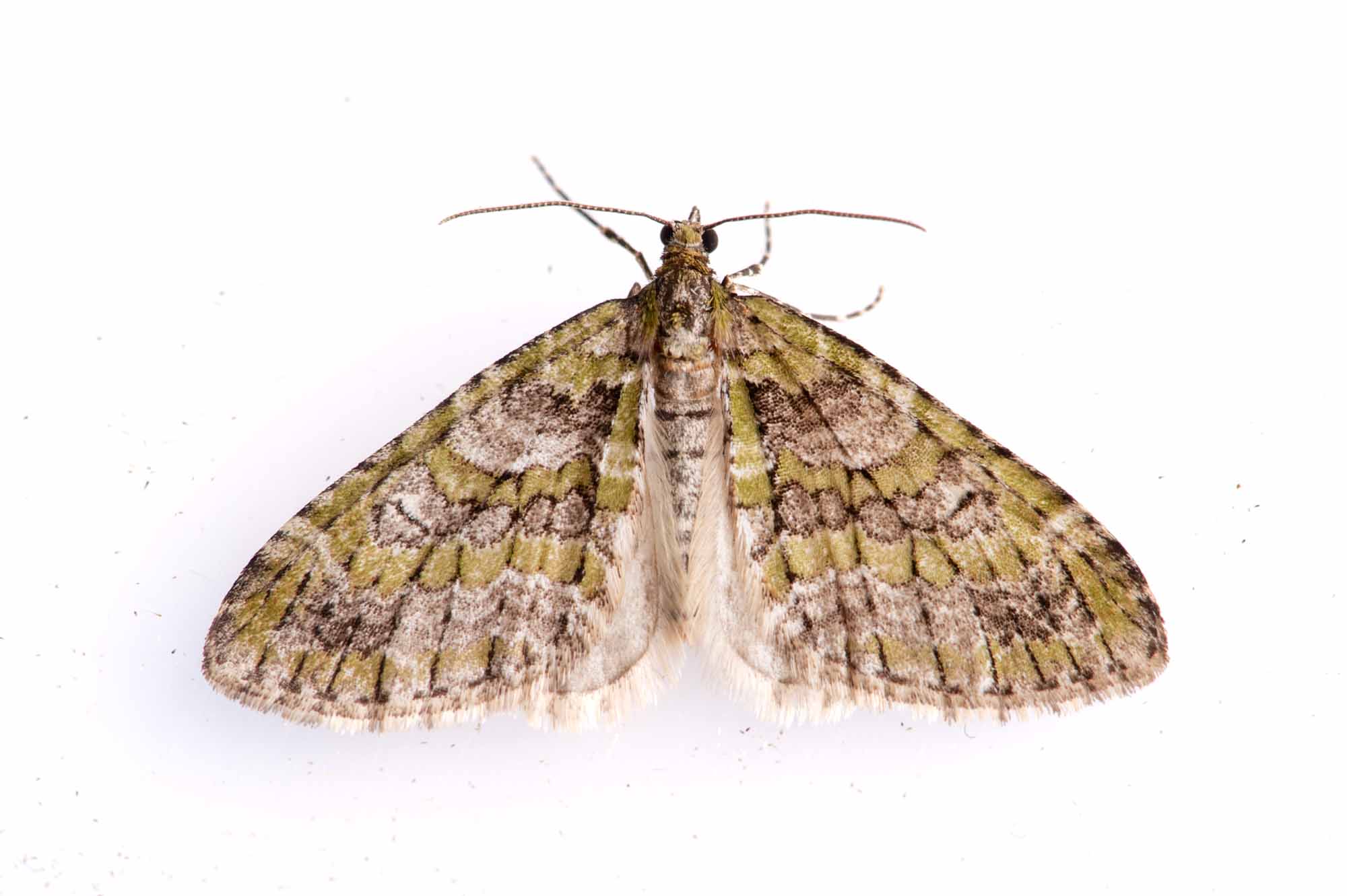 ウスベニスジナミシャクの写真