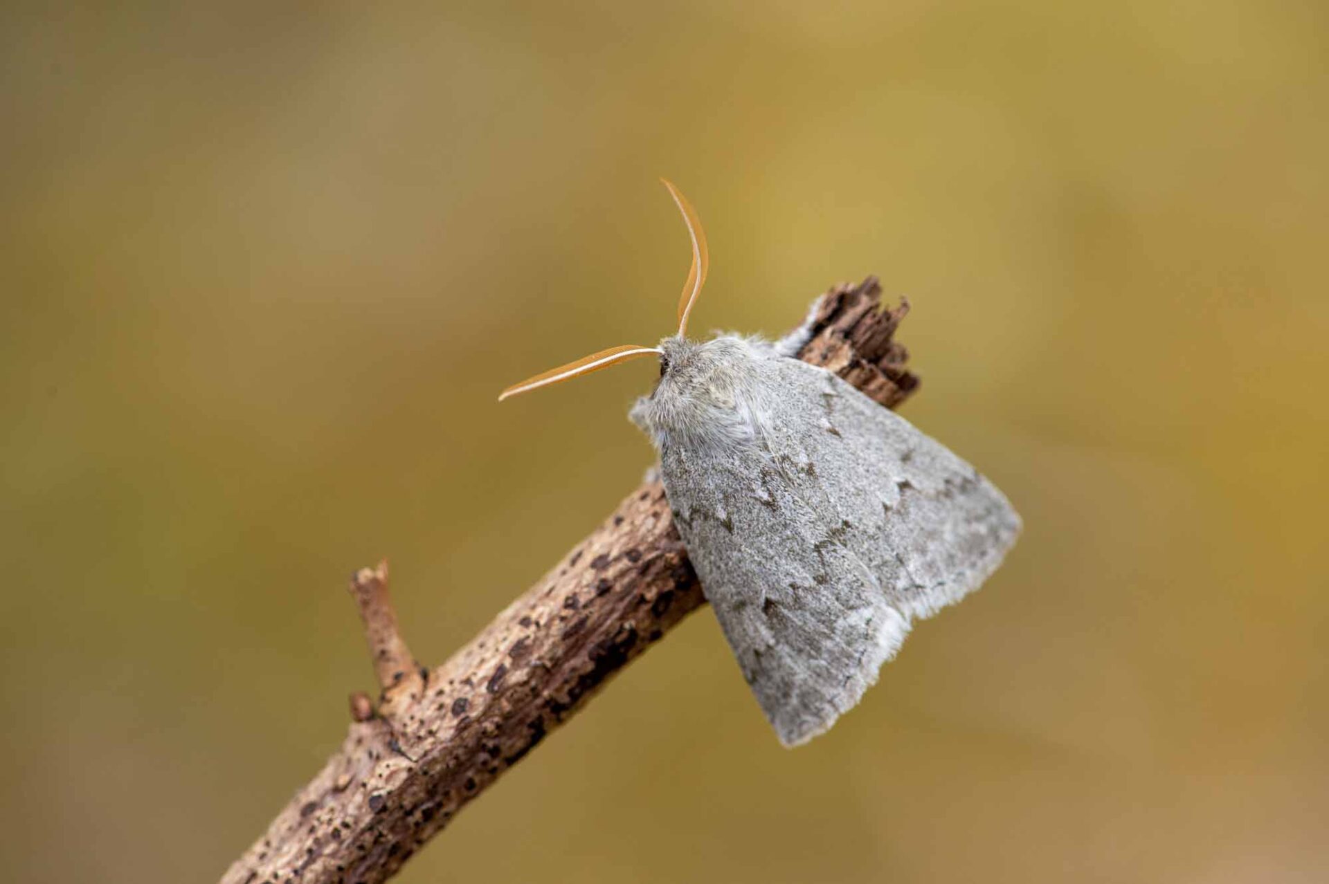 ヒロバトガリエダシャクの写真