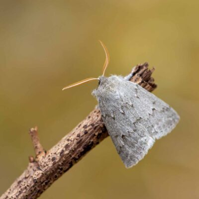 ヒロバトガリエダシャクの写真