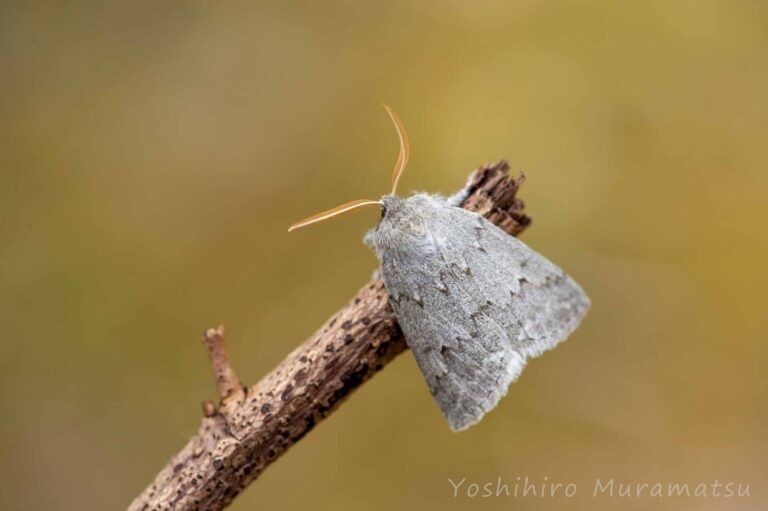 ヒロバトガリエダシャクの写真