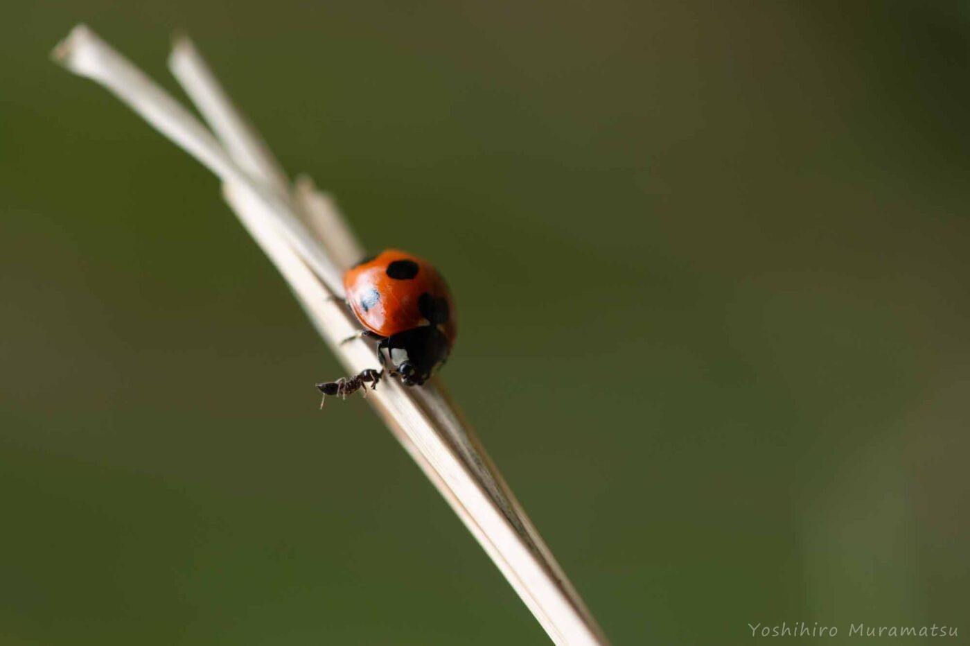 アリに攻撃されるナナホシテントウ