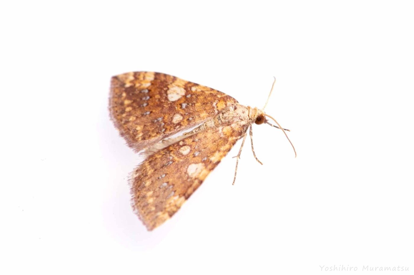 モンキキナミシャクの写真