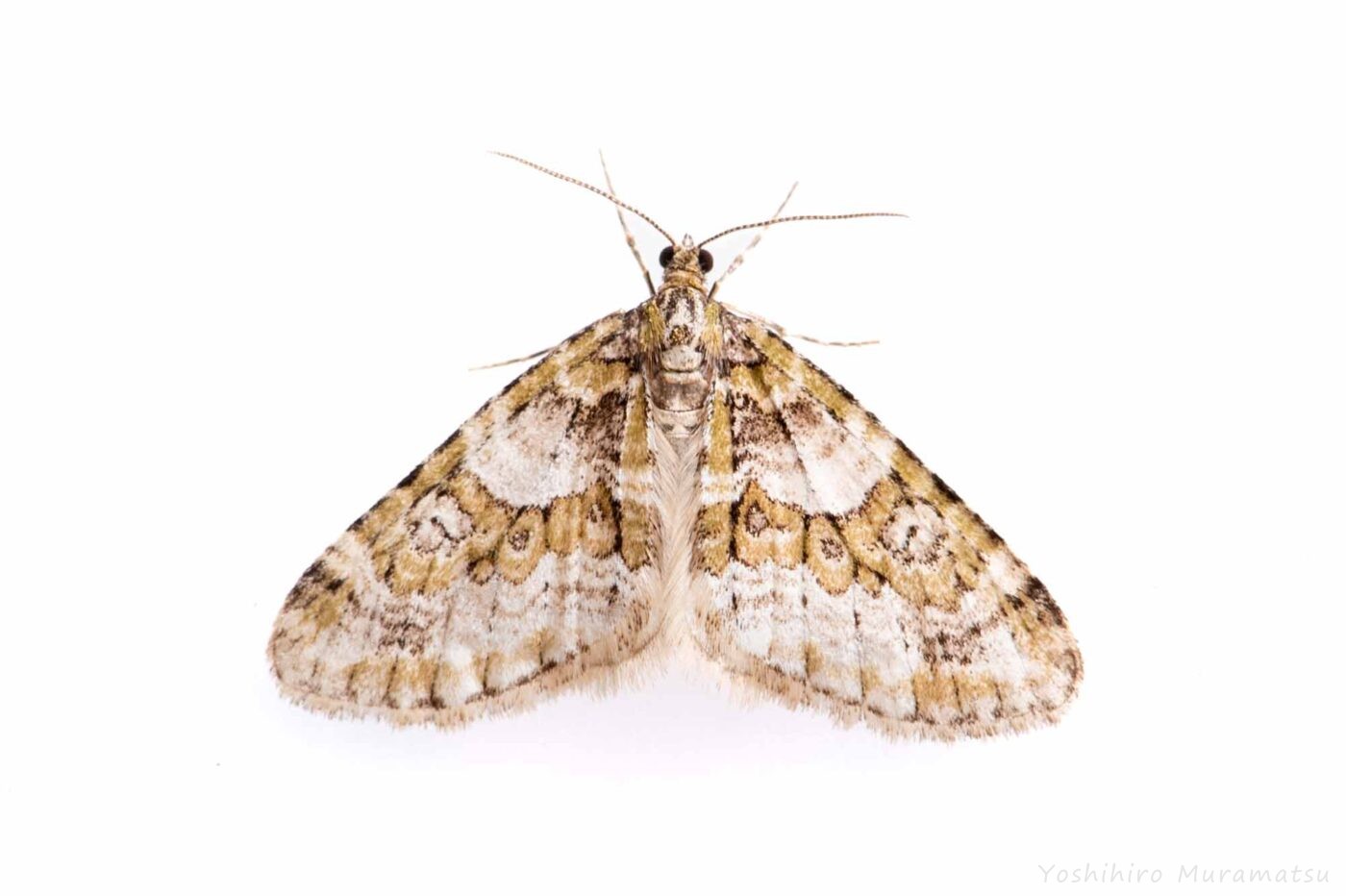 シロシタコバネナミシャクの写真