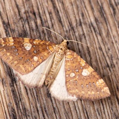 モンキキナミシャクの写真