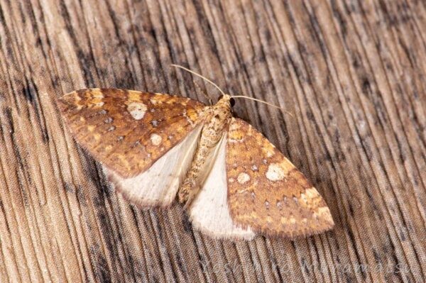 モンキキナミシャクの写真