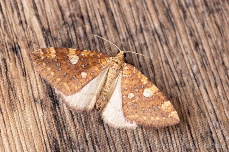 モンキキナミシャクの写真