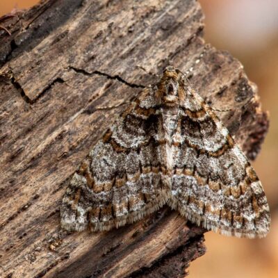 ウスベニスジナミシャクの写真