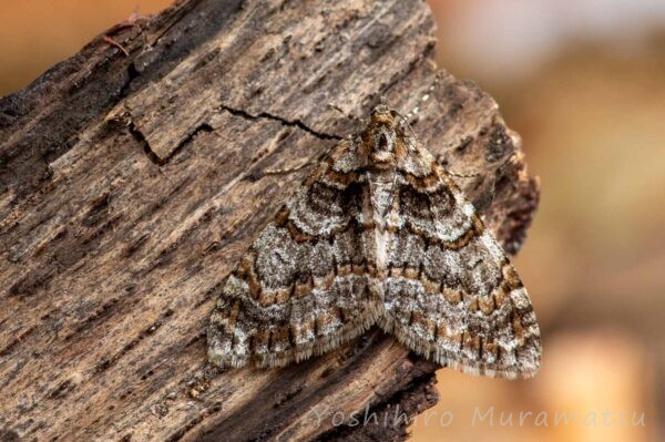 ウスベニスジナミシャクの写真