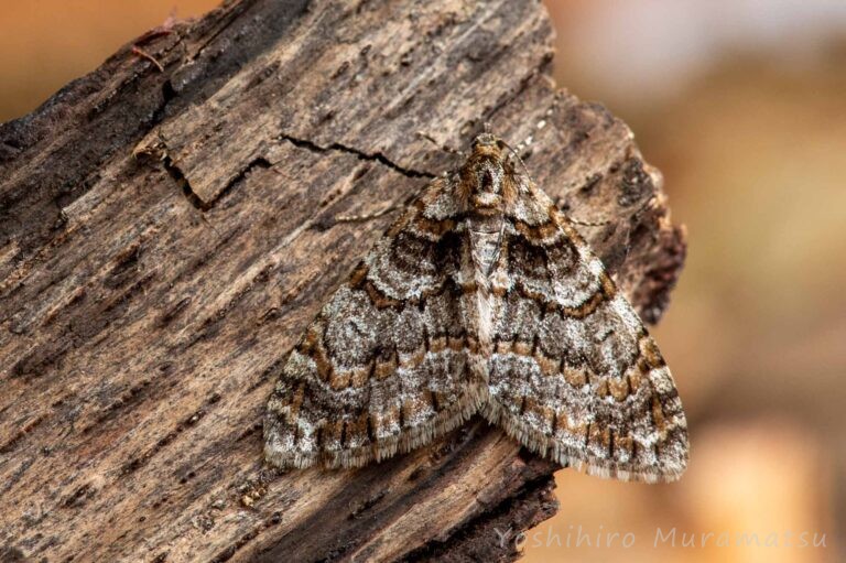 ウスベニスジナミシャクの写真