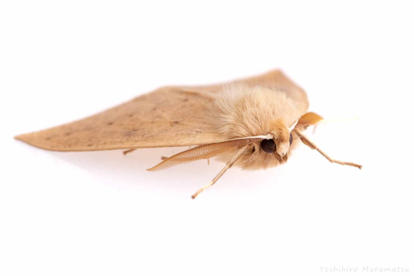 ハスオビエダシャクの写真