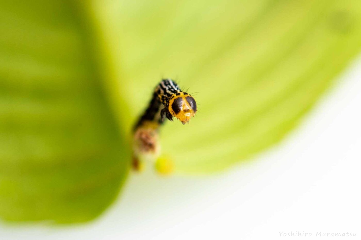 ヒロバトガリエダシャクの写真