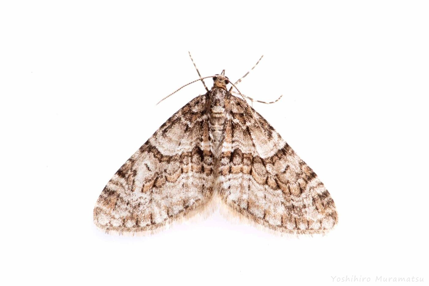 シロシタコバネナミシャクの写真