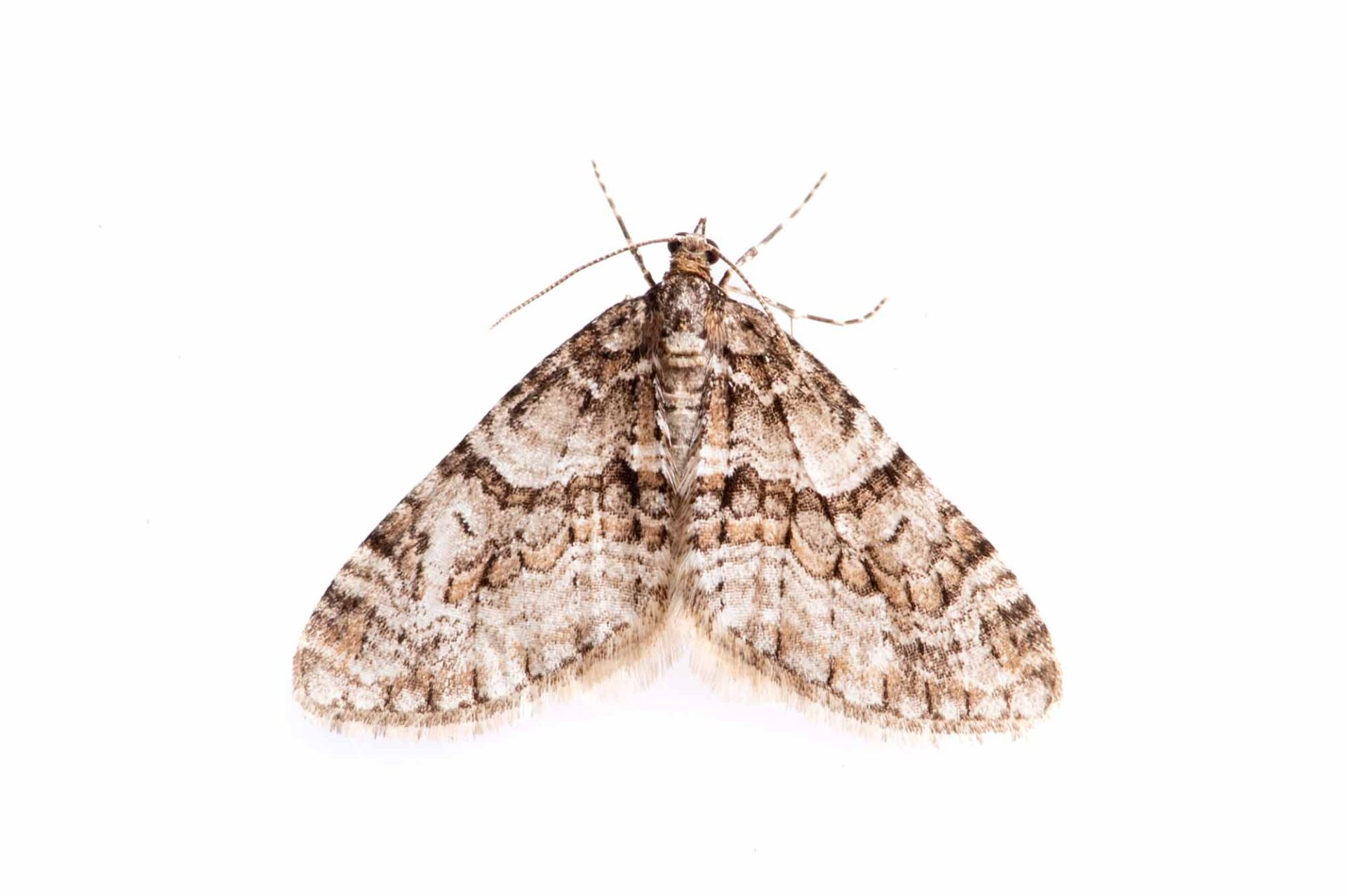 シロシタコバネナミシャクの写真