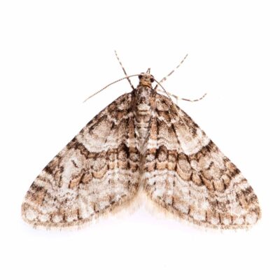 シロシタコバネナミシャクの写真