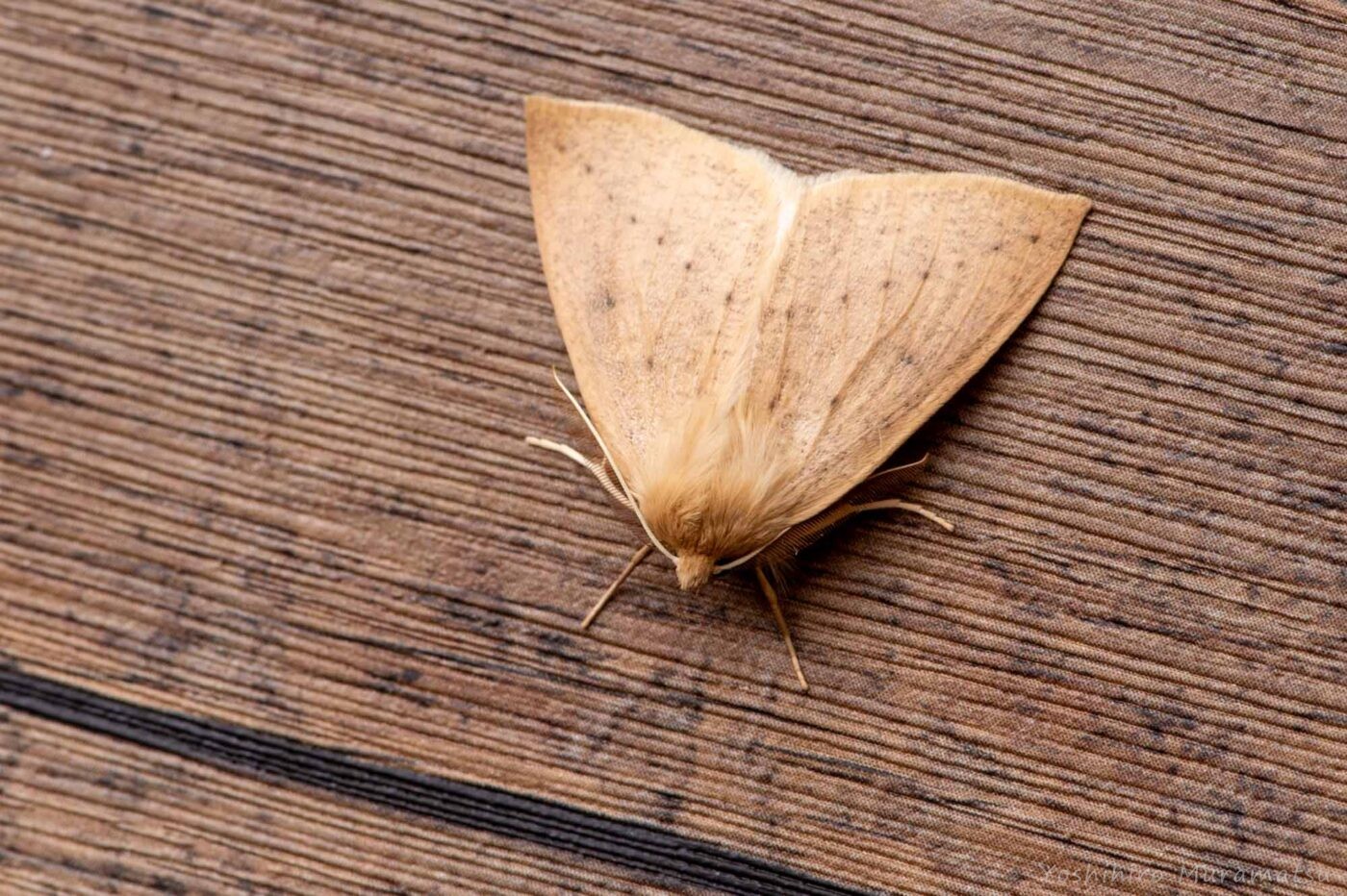 ハスオビエダシャクの写真