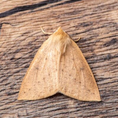 ハスオビエダシャクの写真