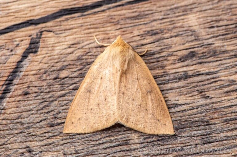 ハスオビエダシャクの写真