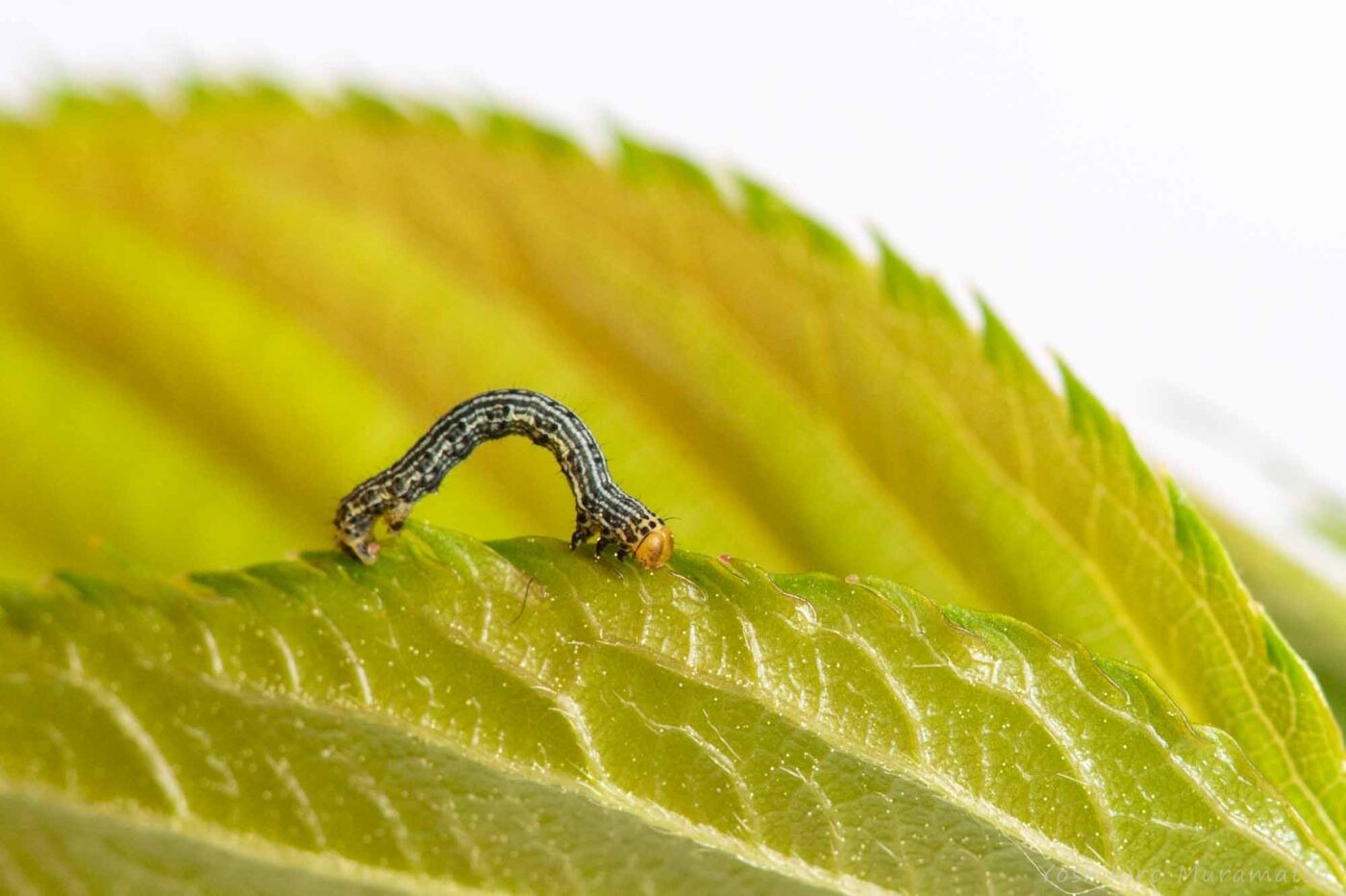 ヒロバトガリエダシャクの写真