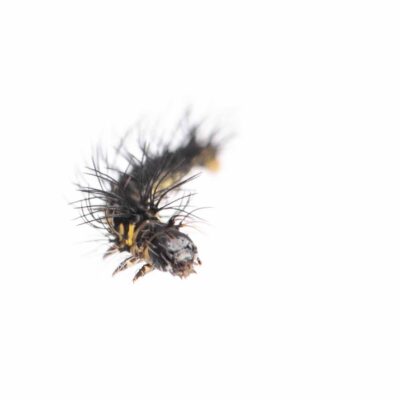 ウスタビガの写真