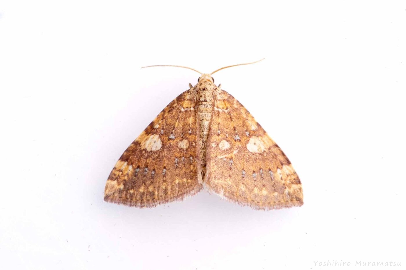 モンキキナミシャクの写真