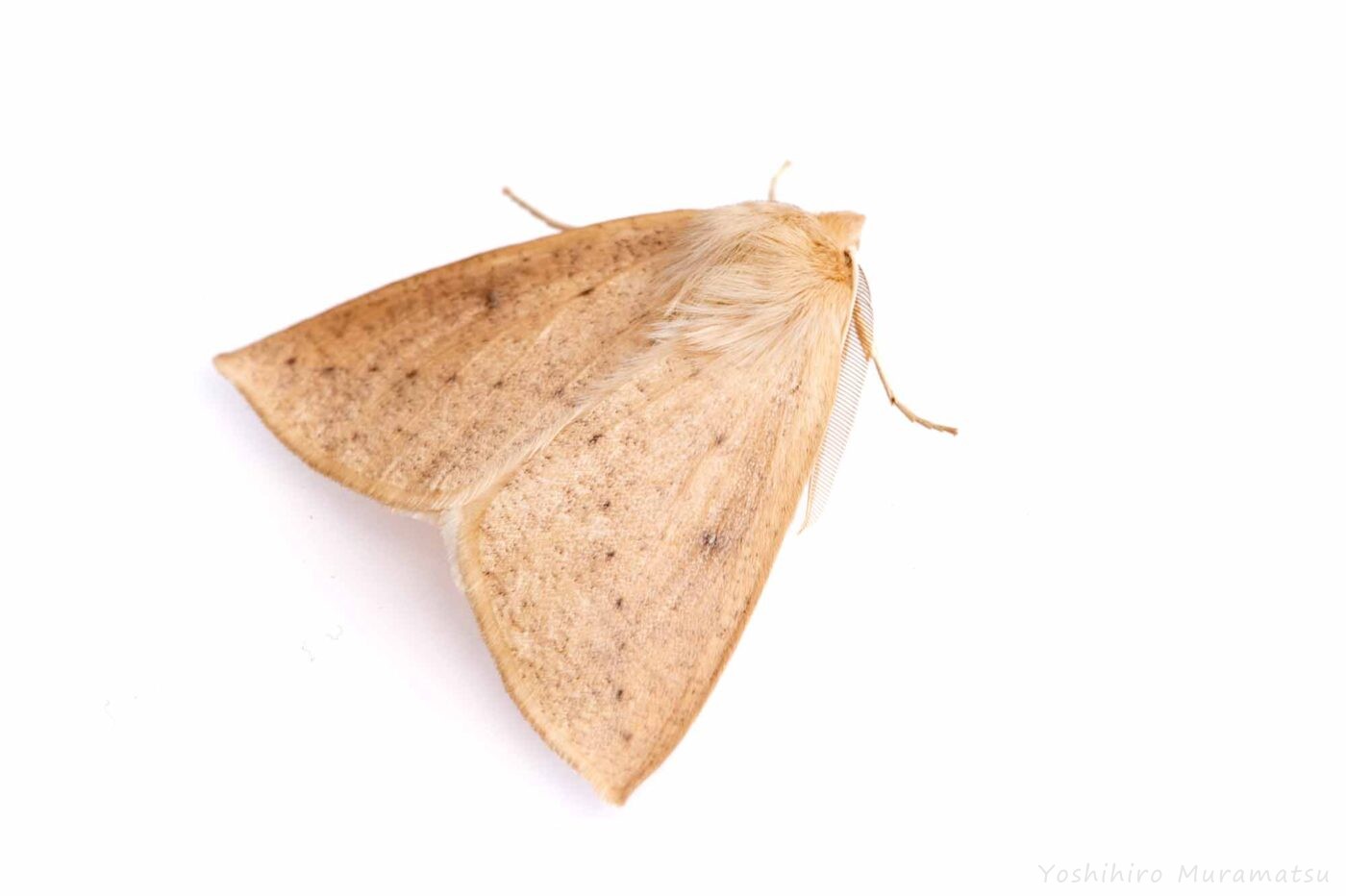 ハスオビエダシャクの写真