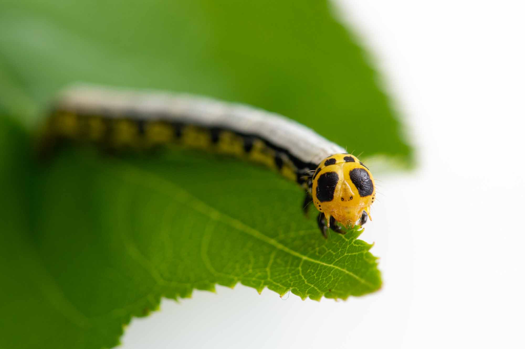 ヒロバトガリエダシャクの写真
