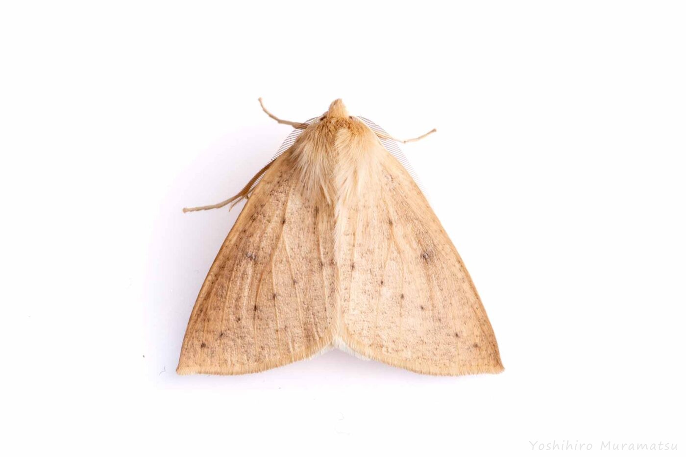 ハスオビエダシャクの写真