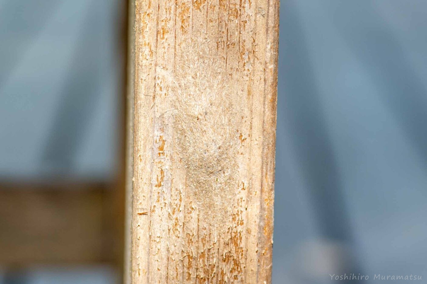 シンジュキノカワガの写真