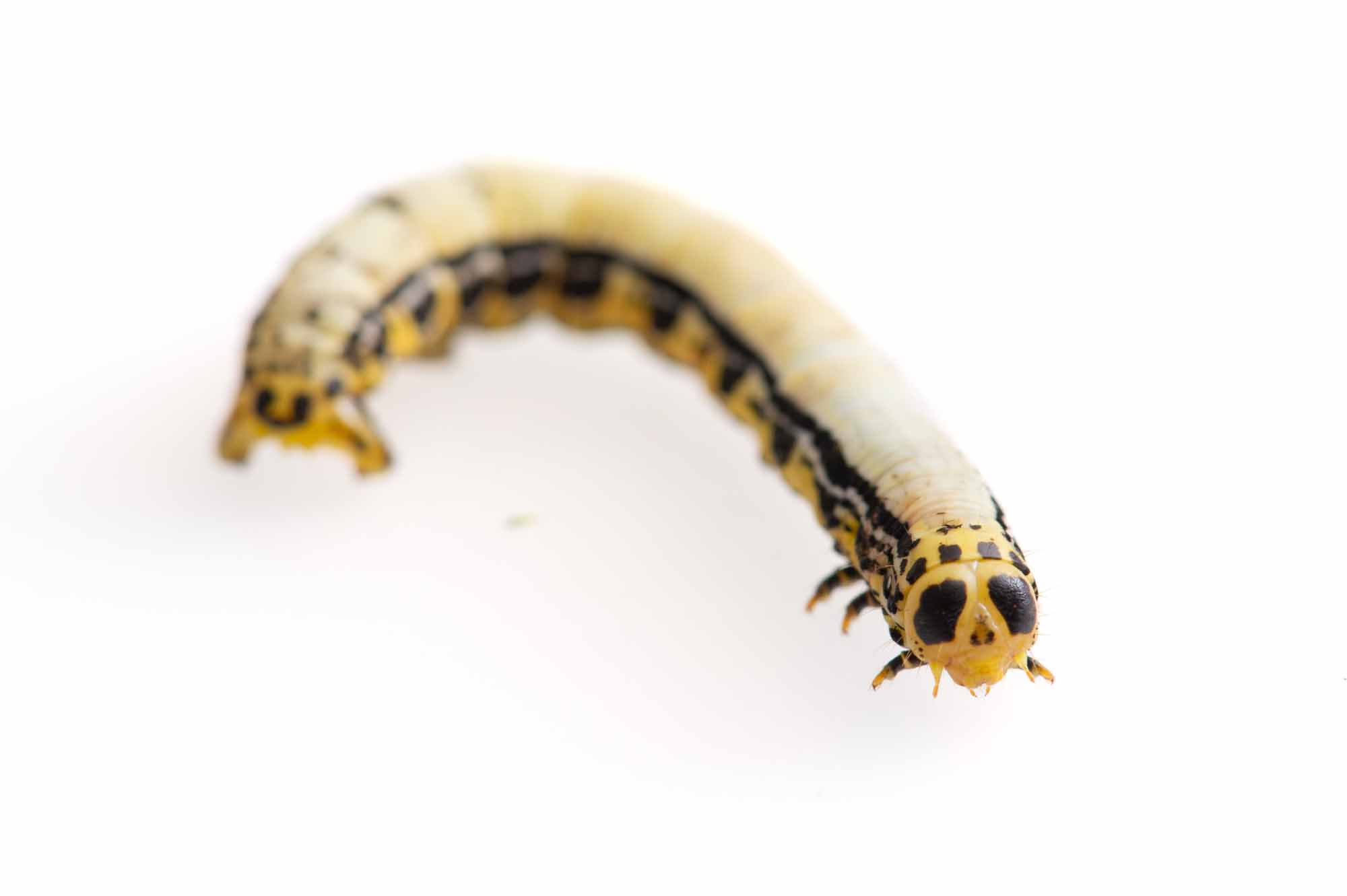 ヒロバトガリエダシャクの写真