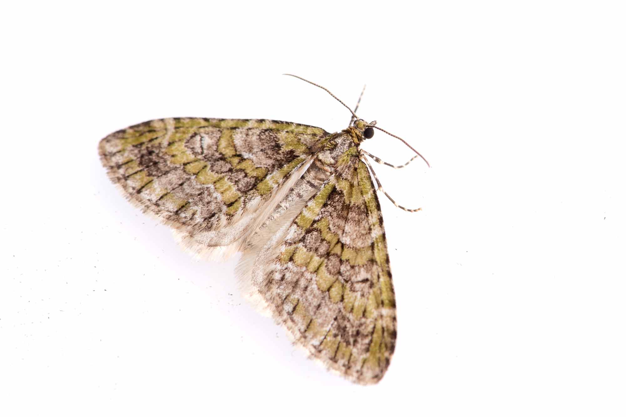 ウスベニスジナミシャクの写真