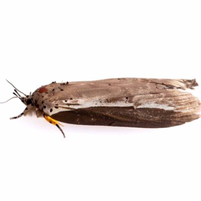 シンジュキノカワガの写真