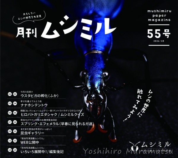 月刊ムシミル55号の画像