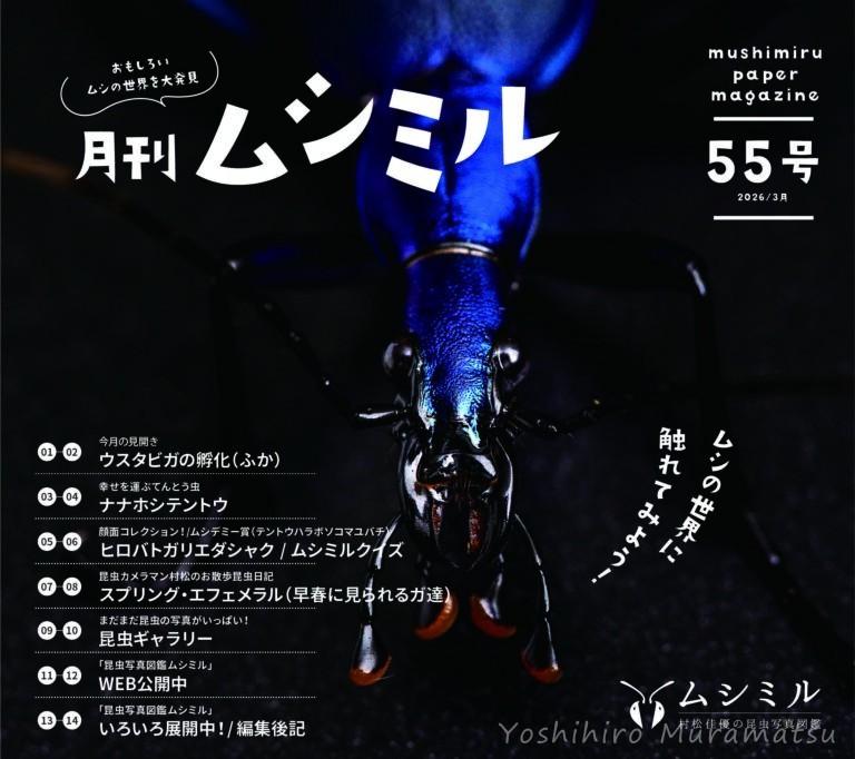 月刊ムシミル55号の画像