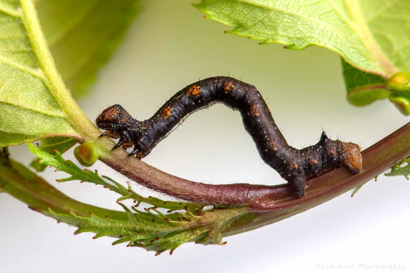 ハスオビエダシャクの写真