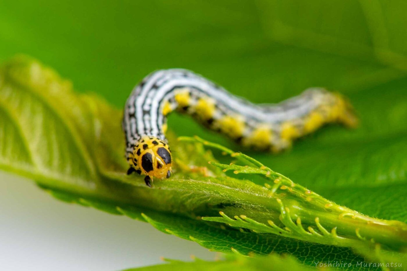 ヒロバトガリエダシャクの写真