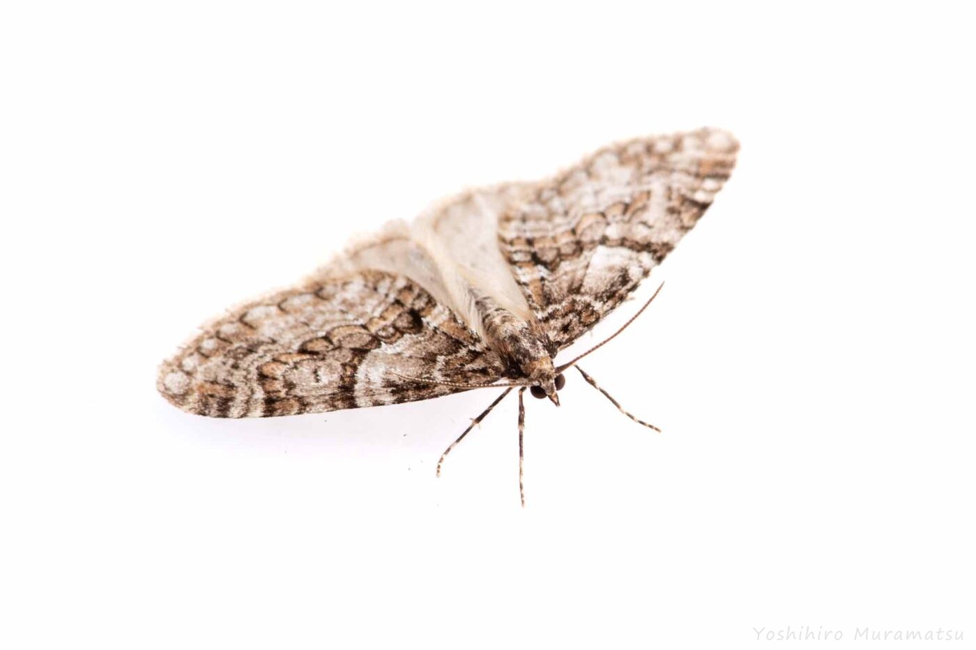 シロシタコバネナミシャクの写真