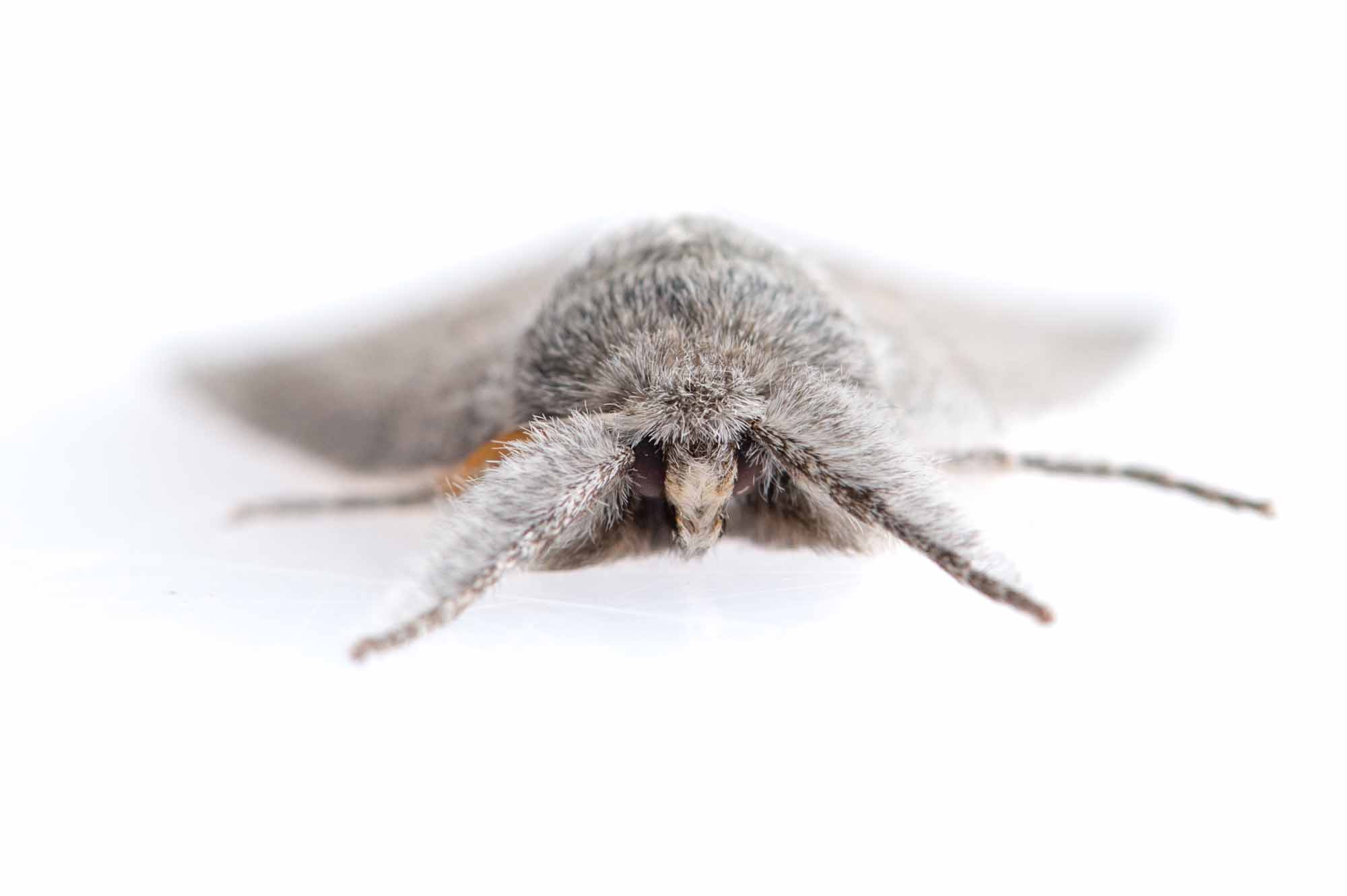 ヒロバトガリエダシャクの写真