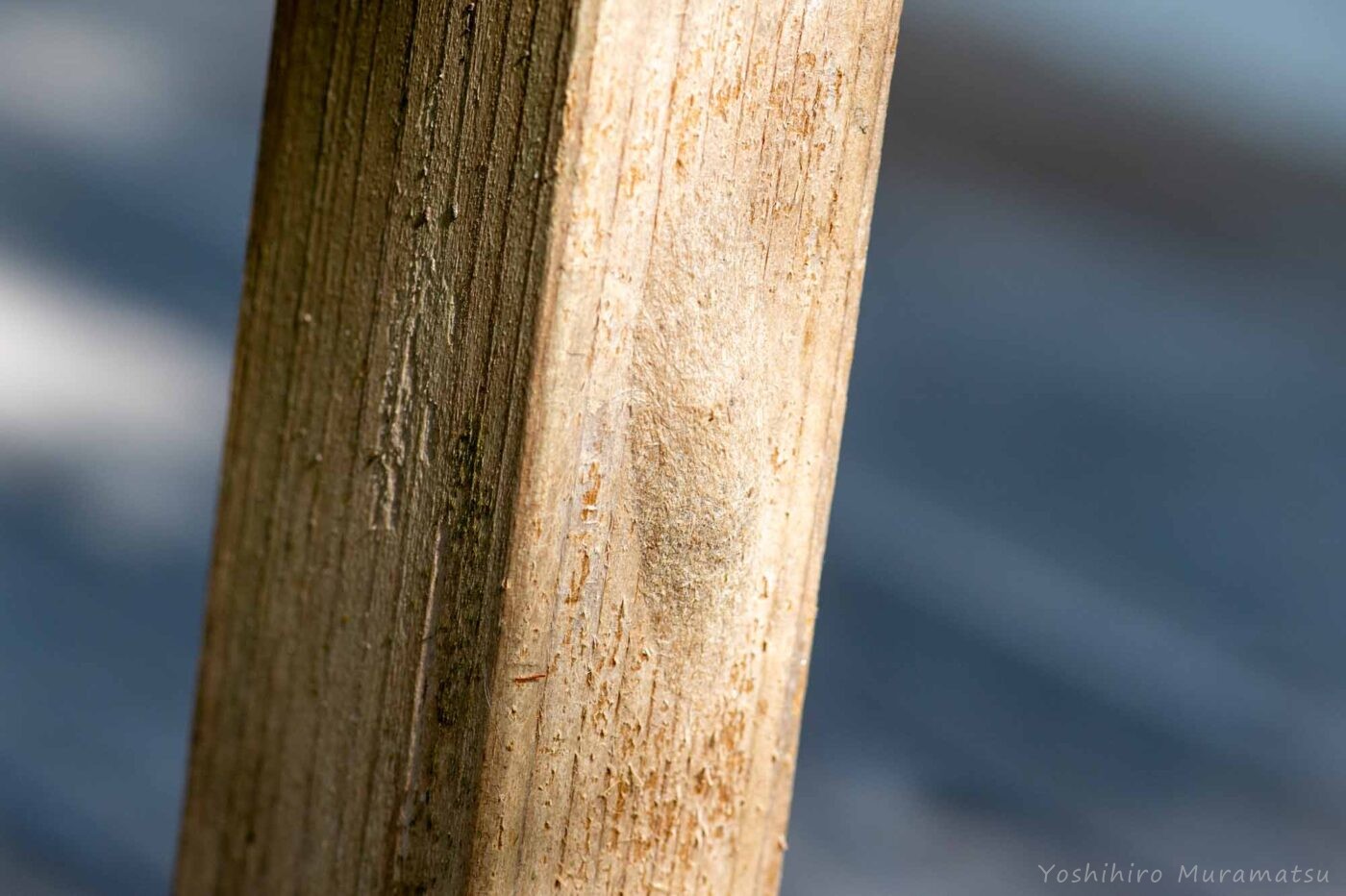 シンジュキノカワガの写真