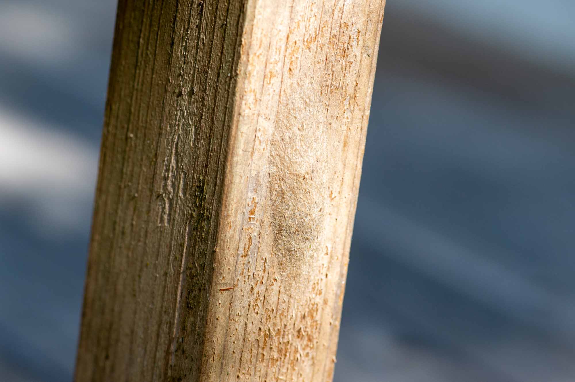 シンジュキノカワガの写真